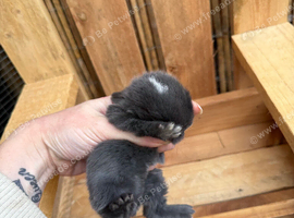7 Mini lops - waiting list open