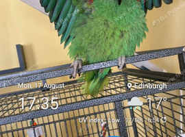 Yellow headed amazon parrot