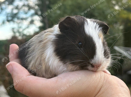 Gorgeous guinea pigs