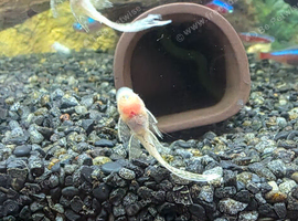 Tropical fish