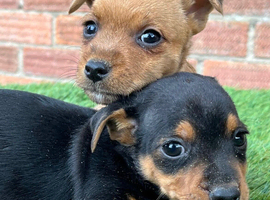 Jack Russell puppies 2 puppies available