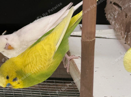 Albino and green