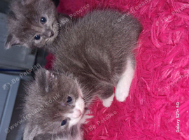 Kittens for sale
