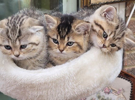 Chinchilla Scottish Fold/straight kittens