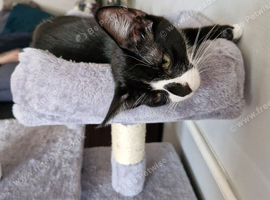 Male kitten
