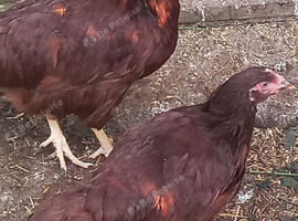 2 quality traditional rhode Island red females
