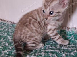 Stunning Charcoal Bengal kittrns