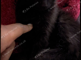 Kitty