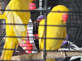 Indian ring necks