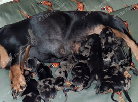 Beautiful mini dachshunds