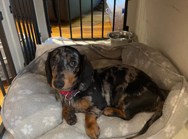 female miniature Dachshund 4 months old