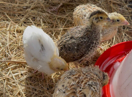 11 quails for sale with coop