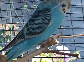 baby budgie and cage