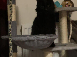 Black cat looking for forever loving home