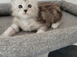 Tica registered maine coon kittens