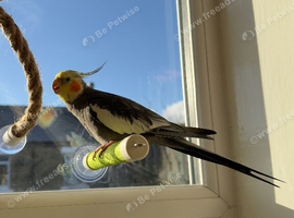 Cockatiel bonded boys