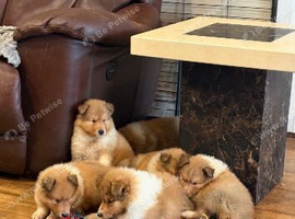 KC registered Sable and white puppies