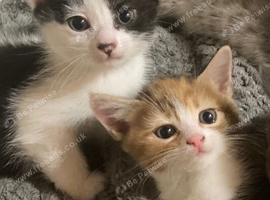 READY NOW Beautiful part blue British shorthair kittens for sale