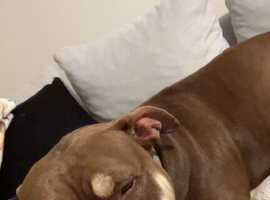 Female for rehoming