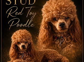 Kc Health Tested Red Toy Poodle At Stud