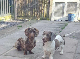 Dachshund female Piebald
