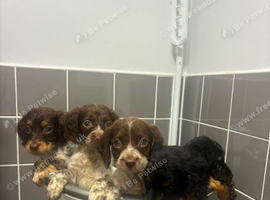 Adorable cockapoo puppies