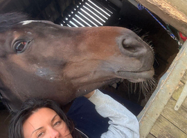 Looking for a safe, genuine horse to love like our own ️