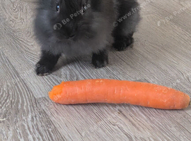 9 week old lionheads