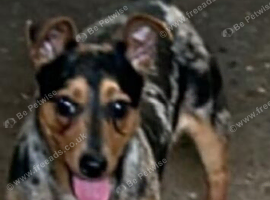 Jack Russell dog 3 year old