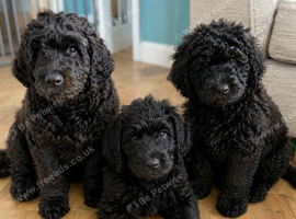 3 x stunning Newfypoo Puppies left !