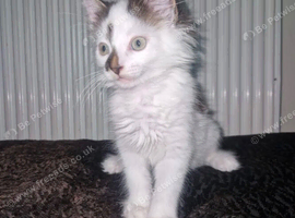 Beautiful Litter of Kittens &ndash; All Ready for Loving Forever Homes!