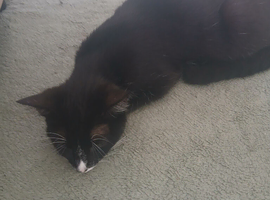Kittens