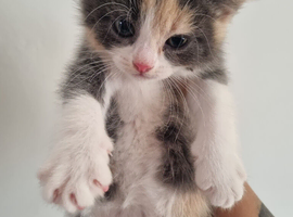 Kittens for sale