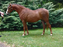 Welsh Section B Two year old Filly