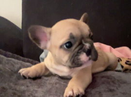 5 frenchie pups ready to leave around 12 June
