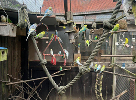 12 week baby budgies MALES only