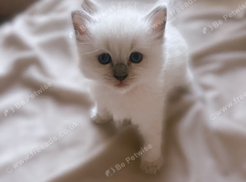 Chunky ragdoll kittens