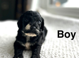 Lovely light and dark puppies ready from 26.6.26