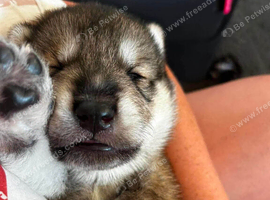 Husky/wolf hybrid Cross german shepherd pups