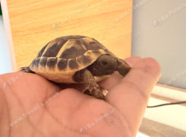 Herman hatchlings