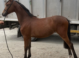 Show pony yearling colt