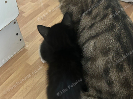 Lovely kittens