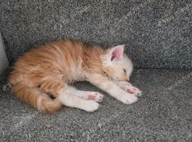 PEDIGREE MAINE COON KITTENS