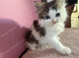 Beautiful 9 week old kittens