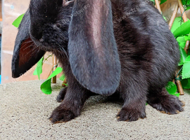 French lop ready now