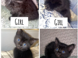 Kittens for sale