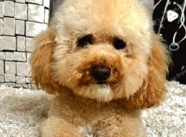 Beautiful 3-Year-Old Cavapoo &ndash; Dewey