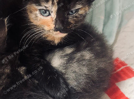Very sweet kittens