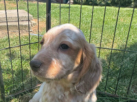 Ready now! Gorgeous cocker spaniel puppies