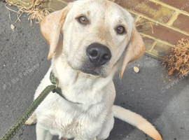 Beautiful male labrador looking for new home
